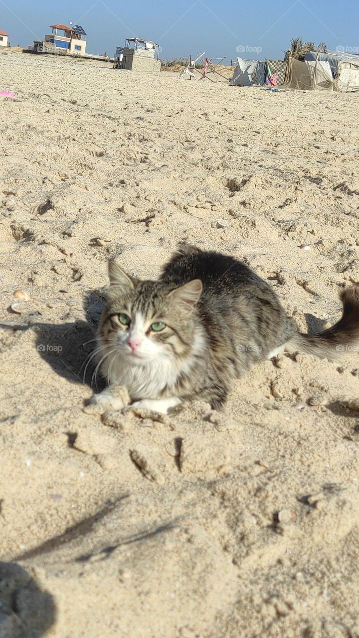 Cats are cute and beautiful creatures