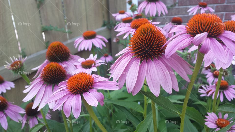 coneflowers