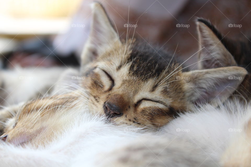 Kitten in a deep sleep