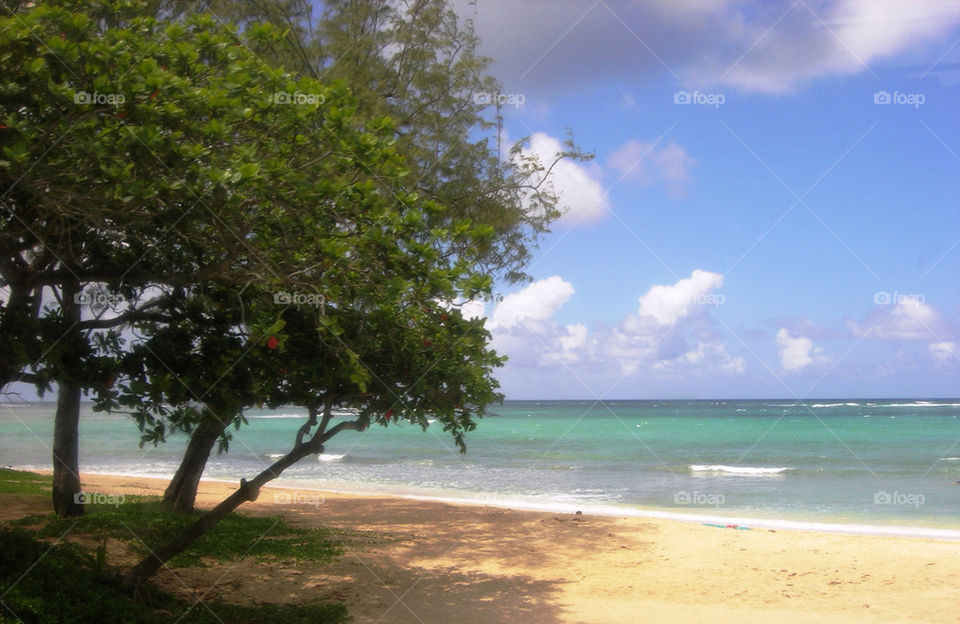 beach ocean trees relax by litlit