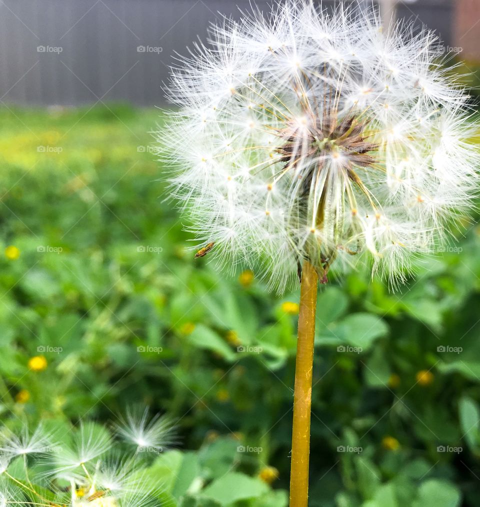 Delicate dandelion seed head single dandelion closeup