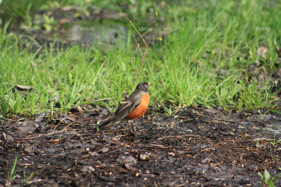Robin playing in the spring