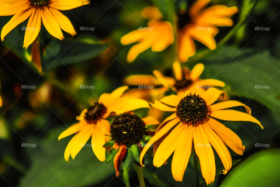 Yellow Summer flowers