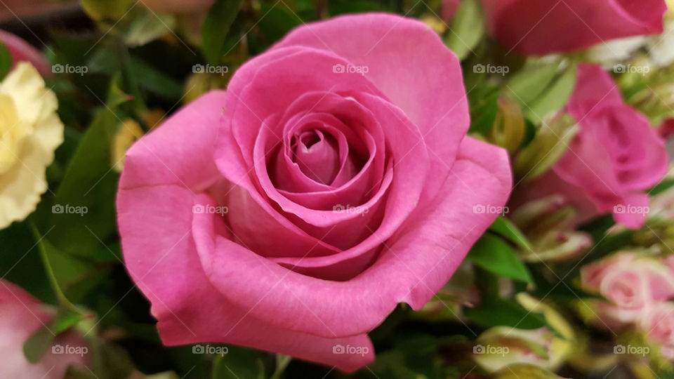 Rose, Flower, Love, Floral, Romance