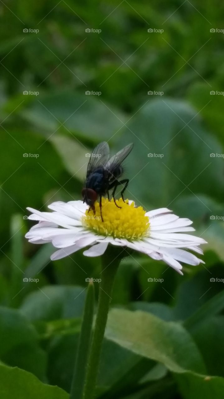 Fly on flower. Ugly. Beauty.