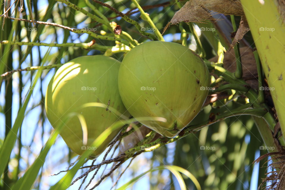 coconuts