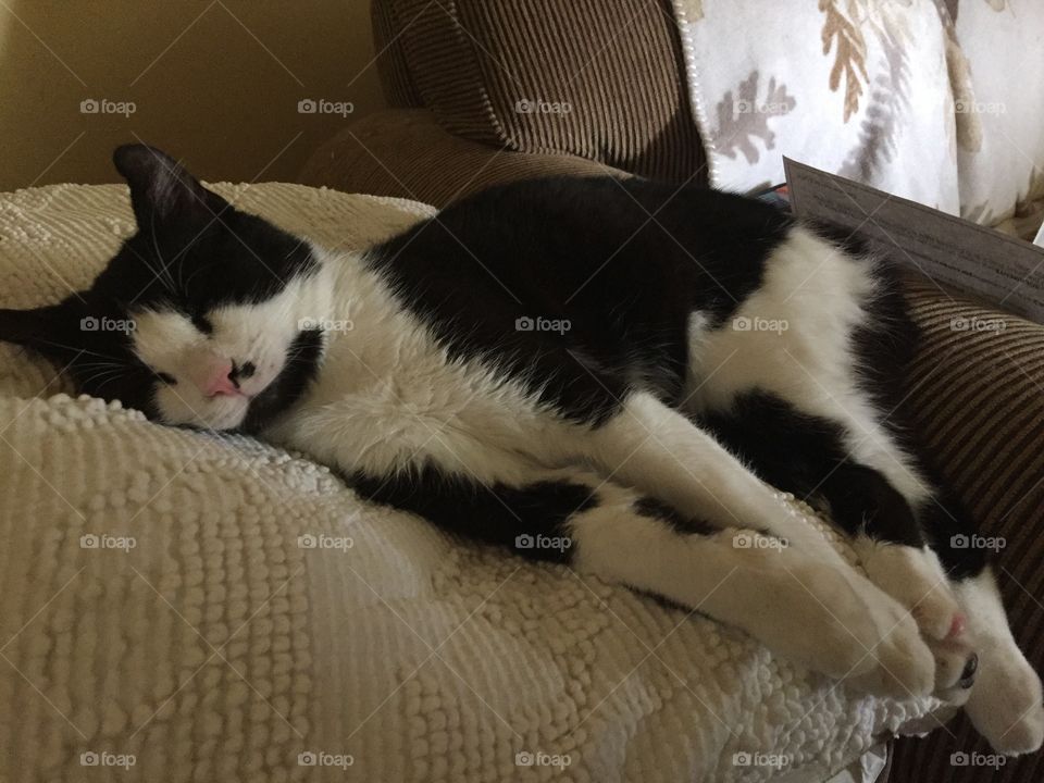 Tuxedo cat sleeping 