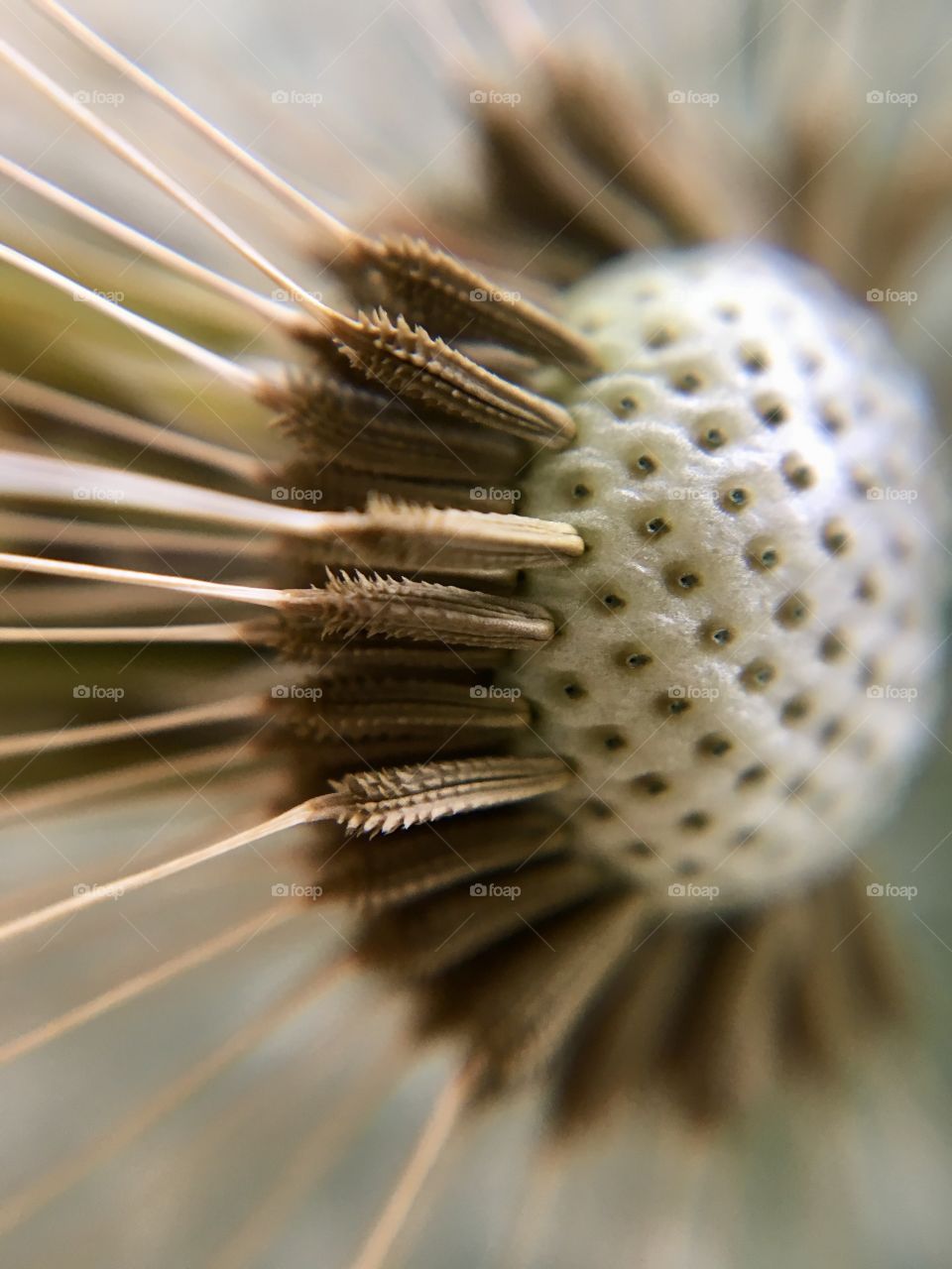 Beautiful close up of a dandelion clock 