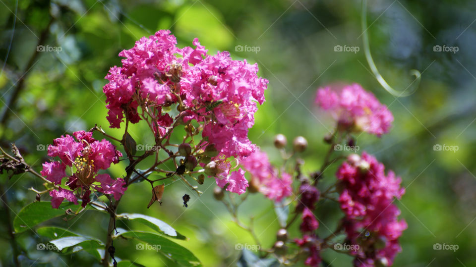 Flowers always bring charm and hope to the people who admire them.