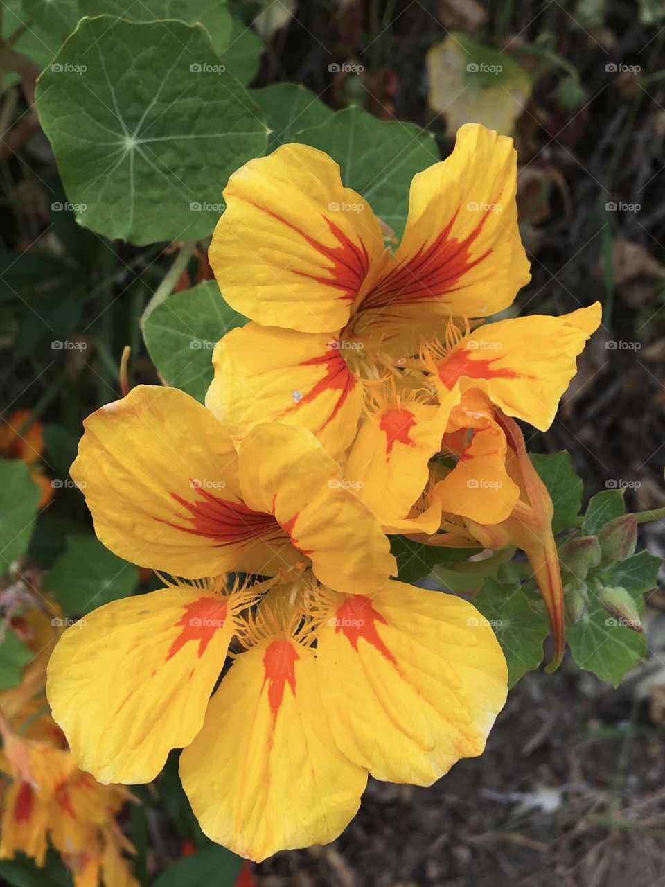 Vibrant nasturtium or Capuchin 