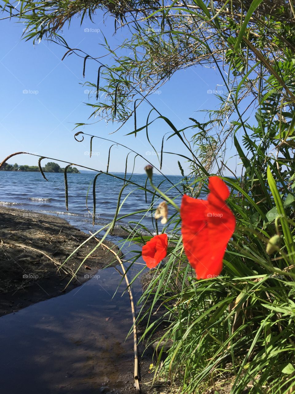 Poppy at the lake