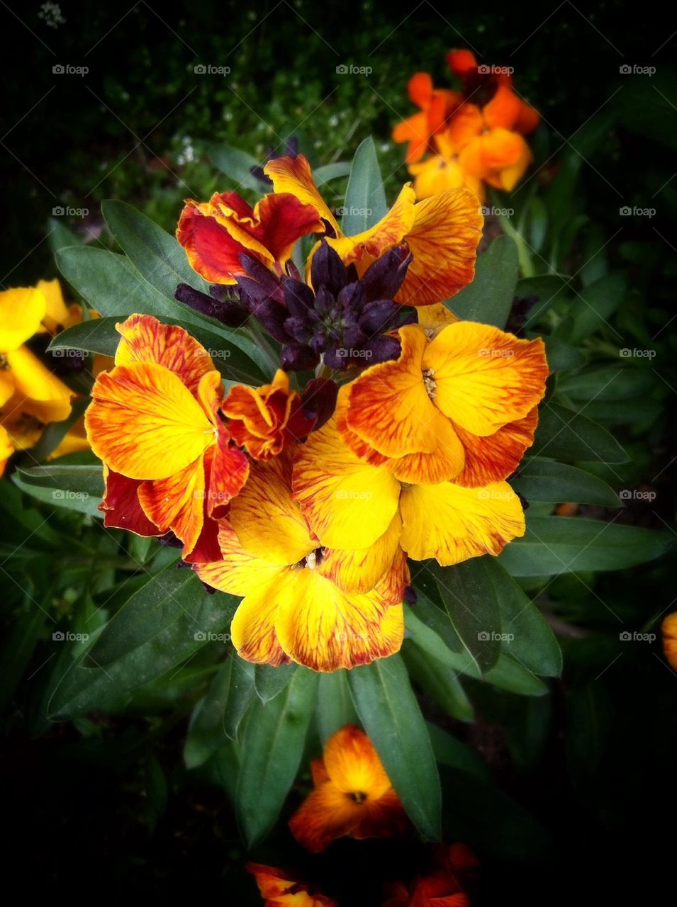 Yellow orange spring flowers