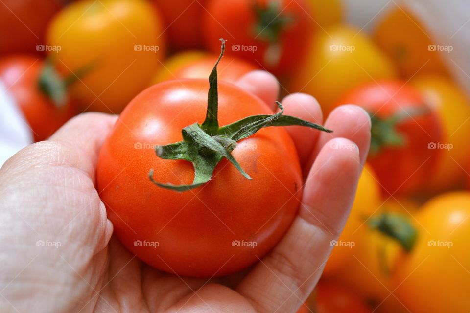 Fresh tomato in human hand