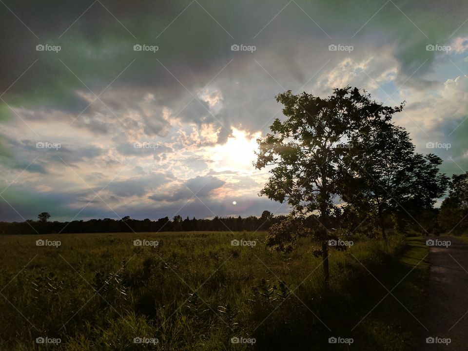 tree and light