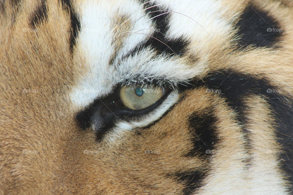 olho do tigre