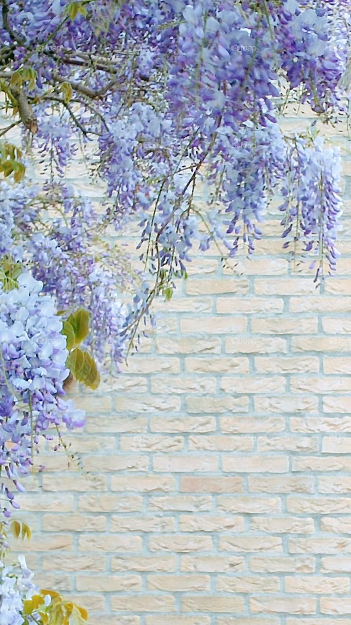 Blue blooming tree for a bricks wall