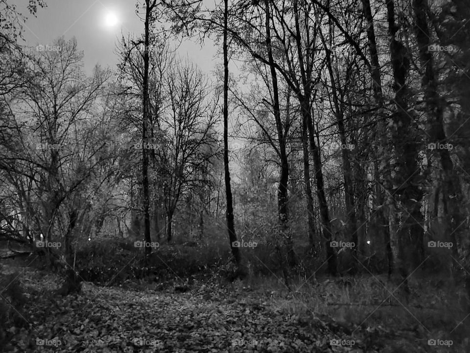 Foggy evening moon