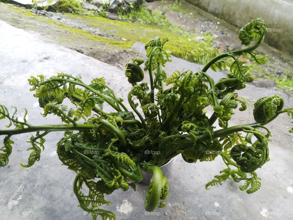 A fern is member of a group of vascular plant.
This is fiddlehead fern plant which is used to eat.
t has so much health benefits.
fiddlehead greens.