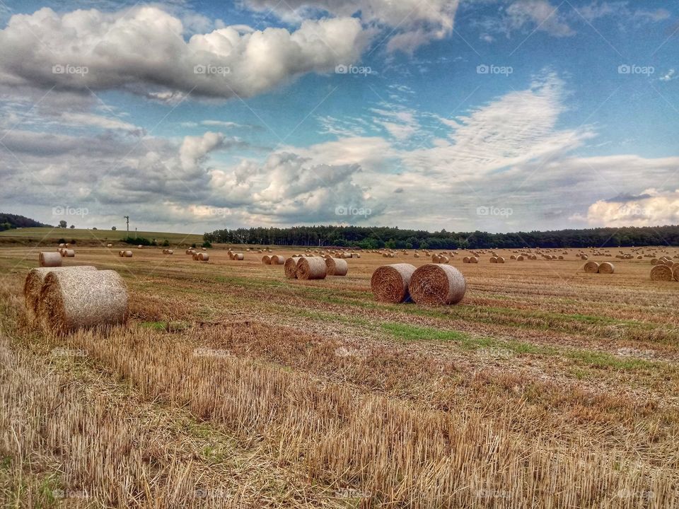 Hay roll field