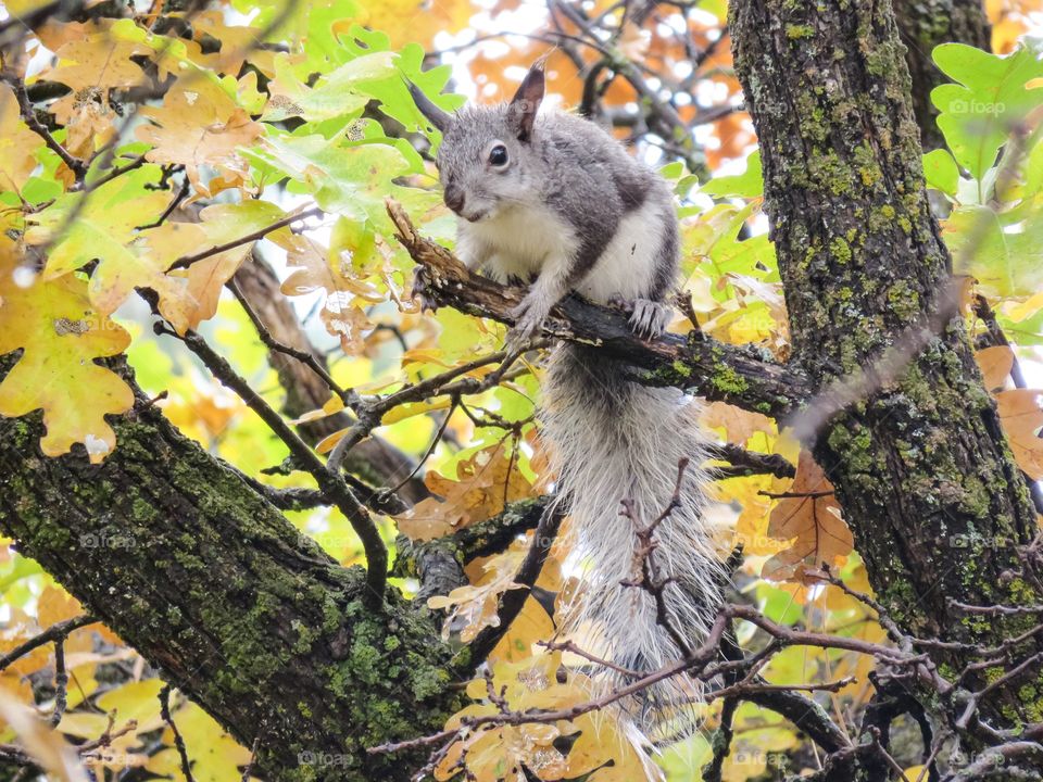 Squirrel on tree