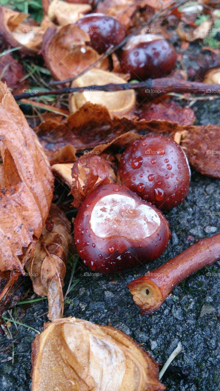 Conkers in The Rain 