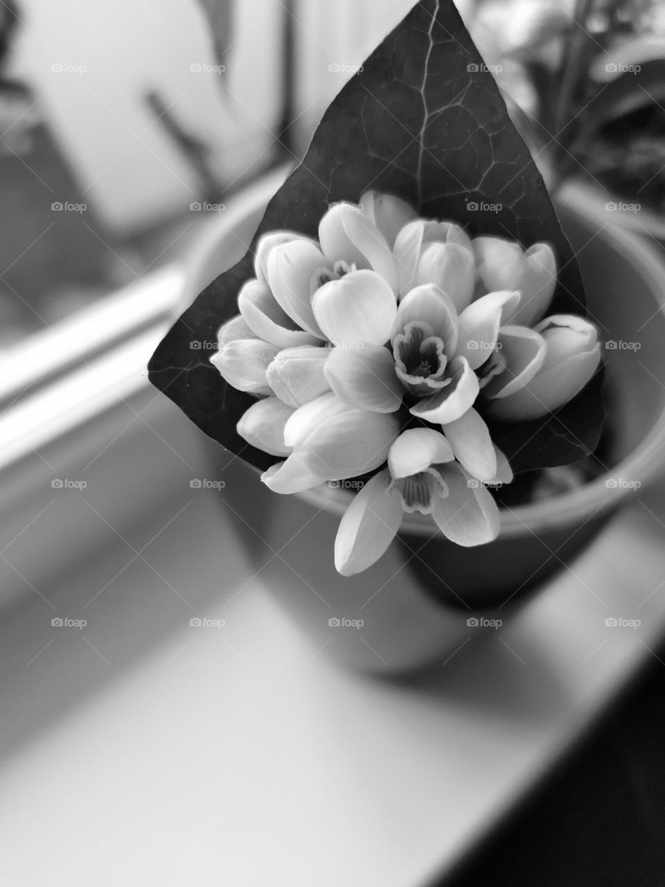 First flower of Spring