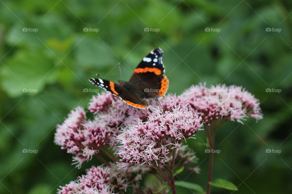 An Atalante butterfly sits on a Queenwort in the Schutterspark in the Netherlands.
