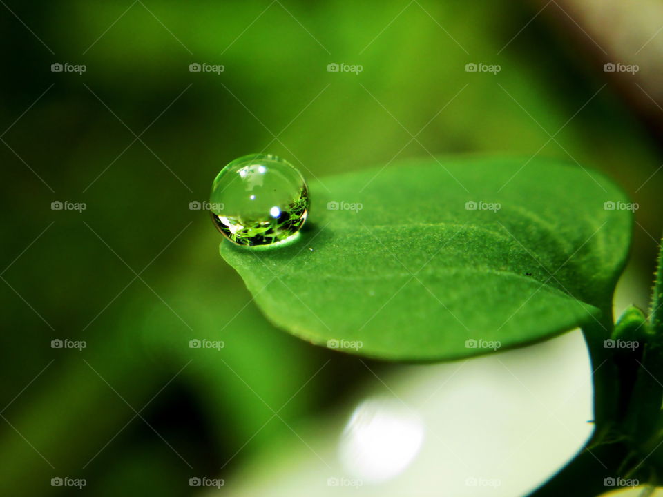 Last drop. drop on a leaf at morning time