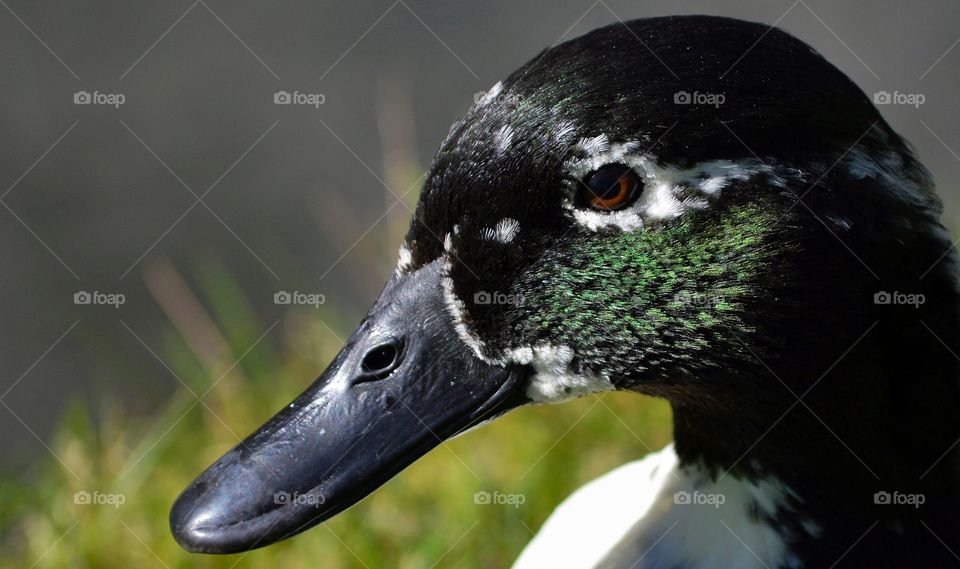 Close-up of duck