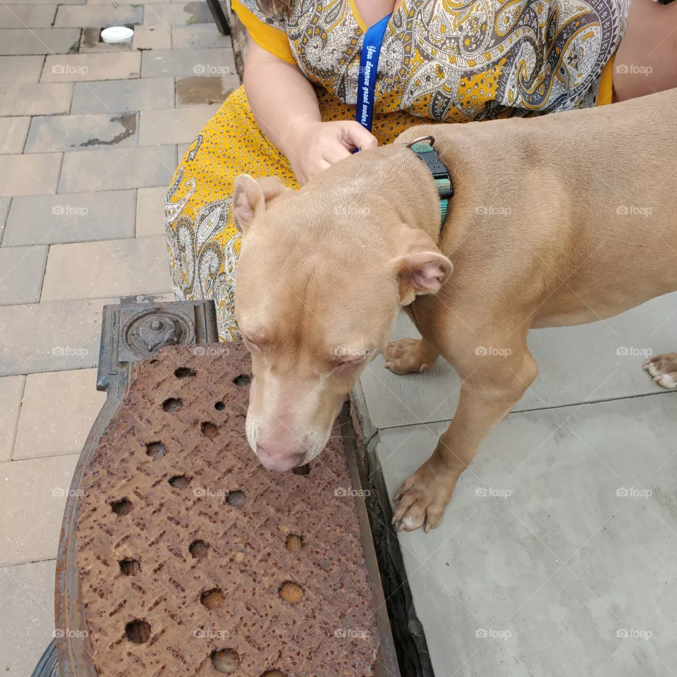 doggie