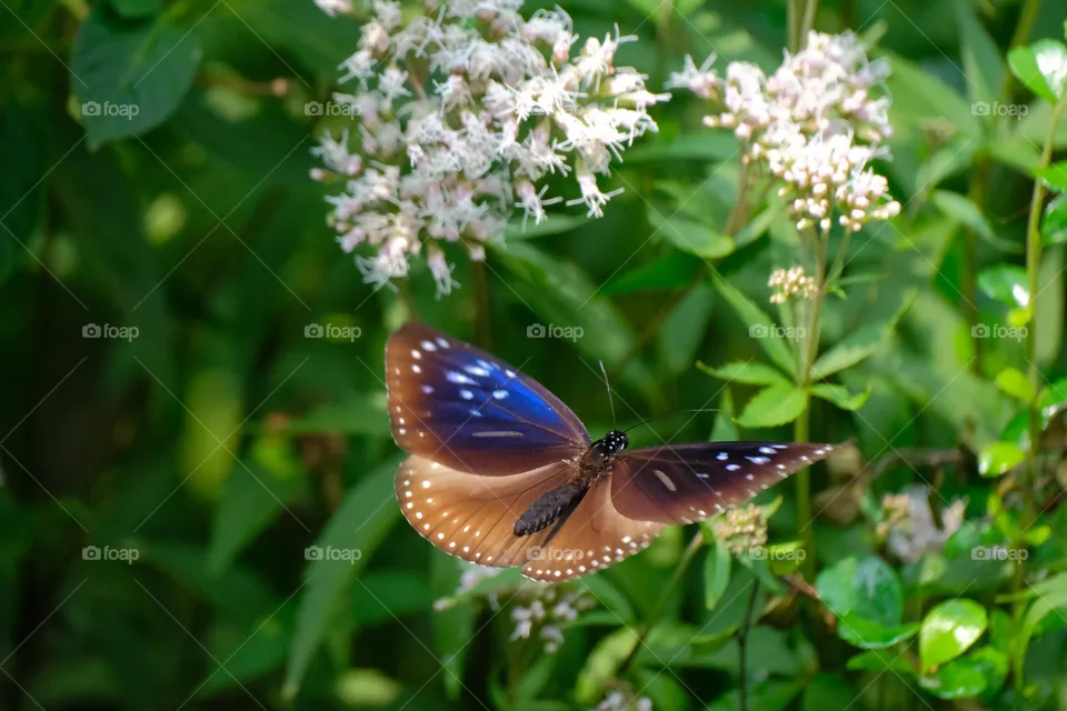 flying butterfly