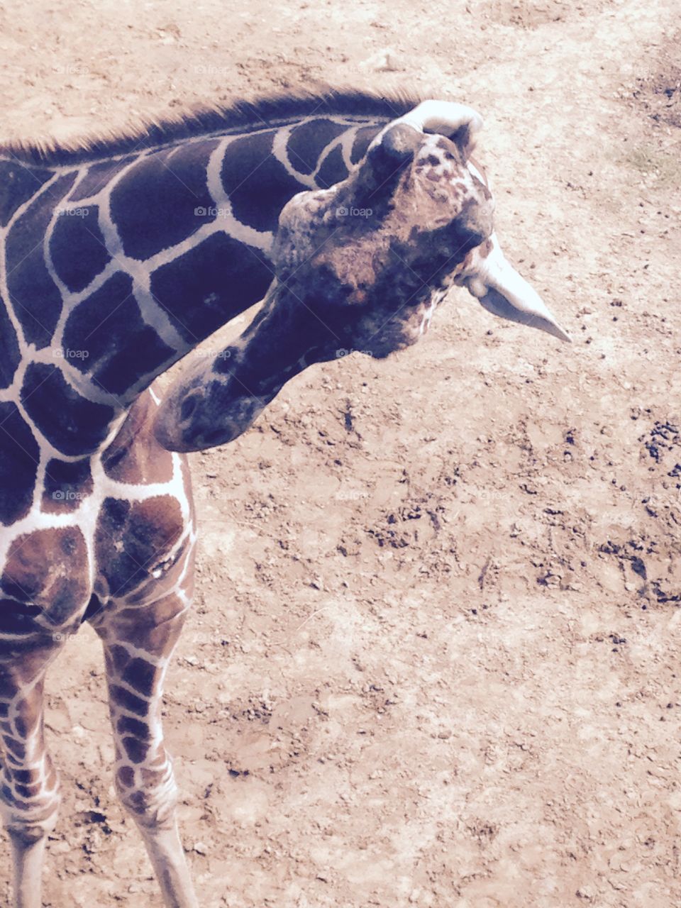 Zoo giraffes 
