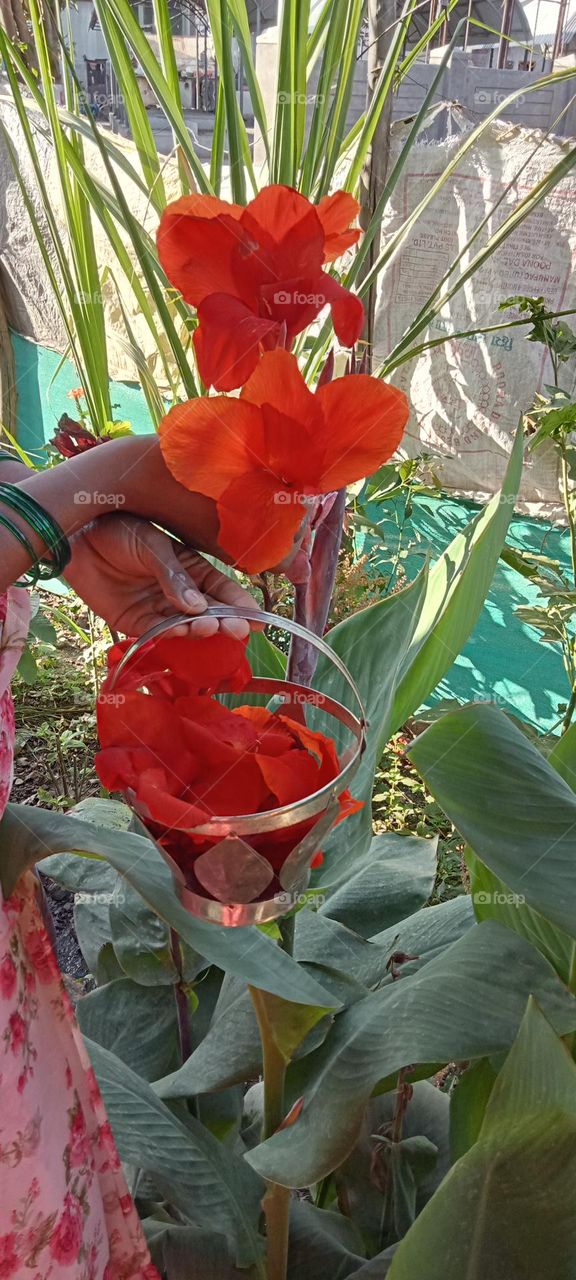 Beautiful red colour flowers photo!