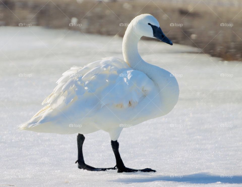 Gorgeous white swans!! 