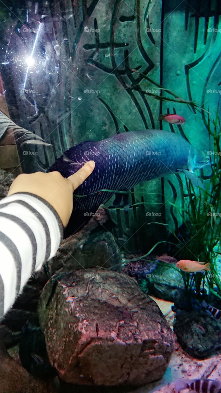 Dubai Atlantis the Palm Lost Chambers Aquarium