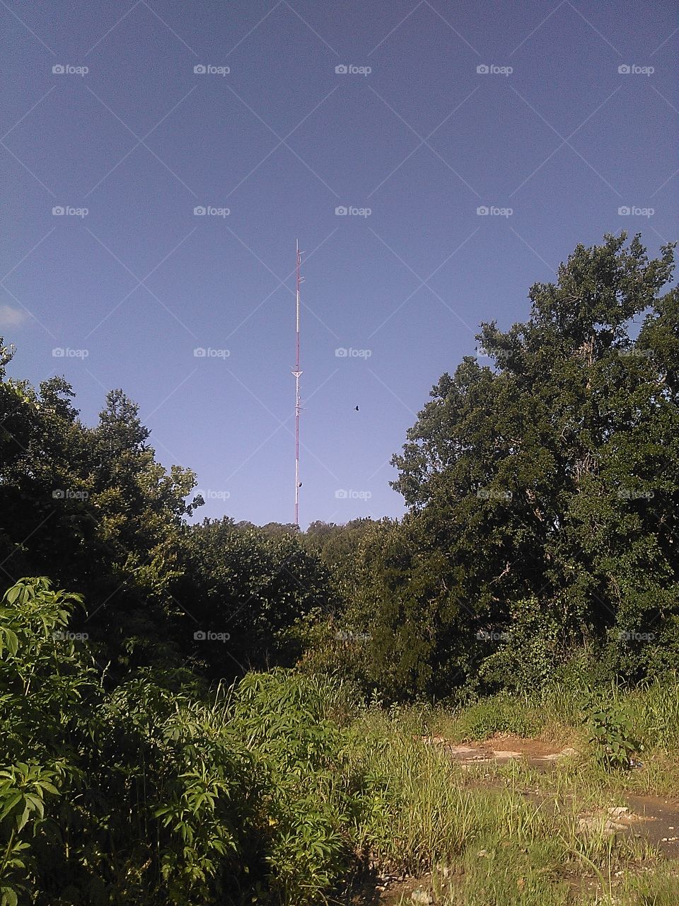 black hawk down. this eagle swooped down towards me but i was slow snapping this photo