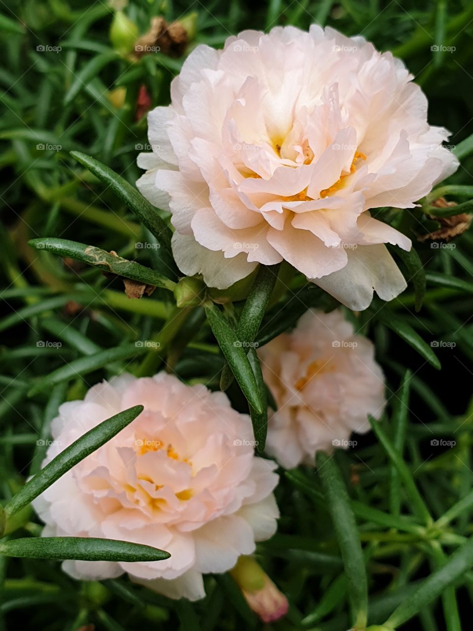 my beautiful Portulaca grandiflora