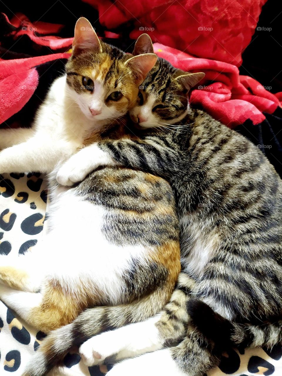 Hugging cats