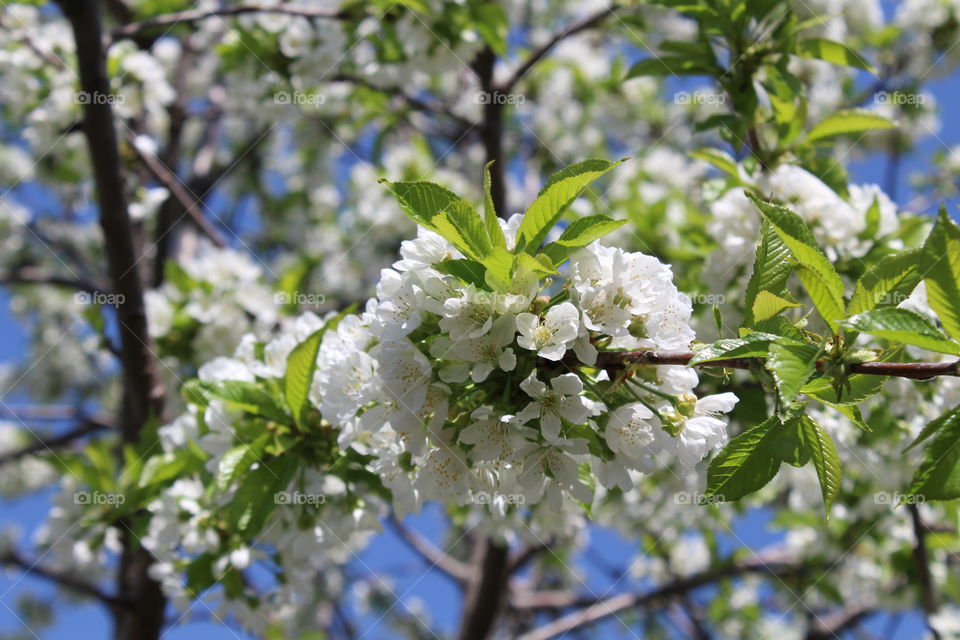 Sunny Spring Tree