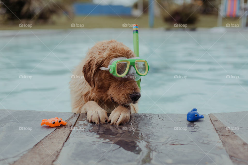 Juca enjoying the pool