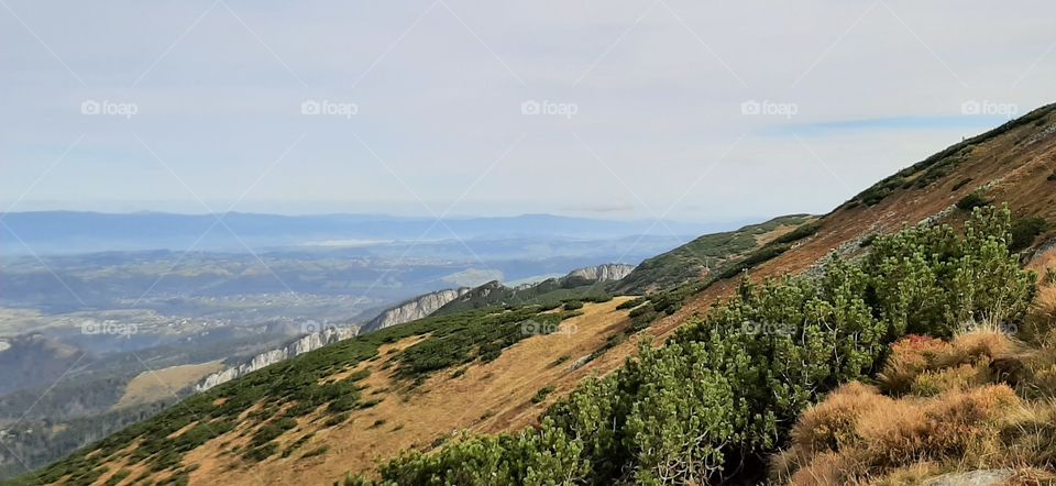 Hill with mountain pines