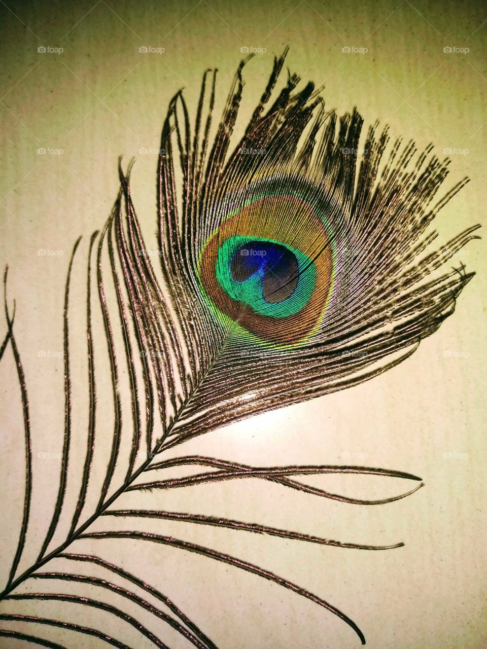 a colourful peacock feather
