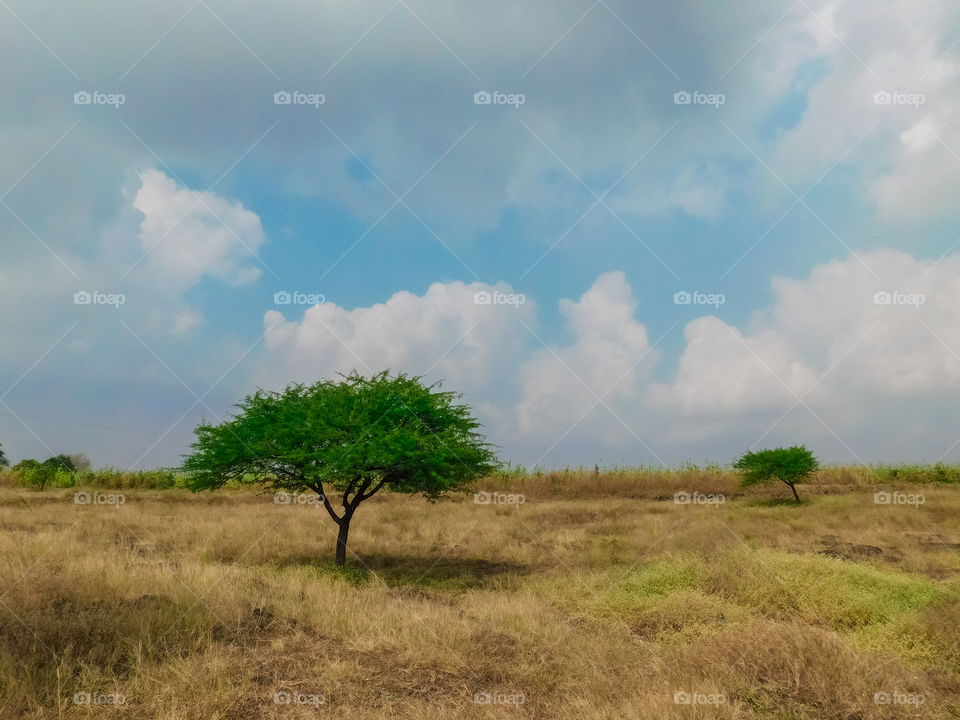 Rural landscape - There is a single acacia Tree propped on barren wasteland having beautiful surrounding nature of blue sky and clouds.