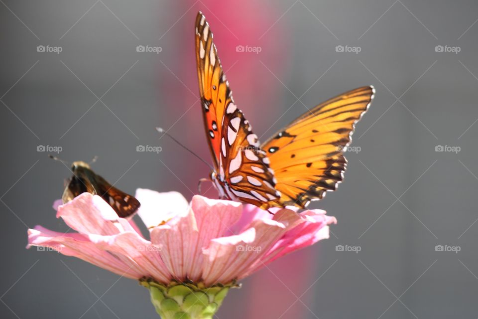 Beautiful Zinnia and Butterfly 