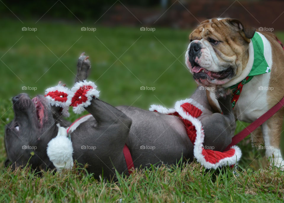 Bull dog and his girlfriend having fun in the park 