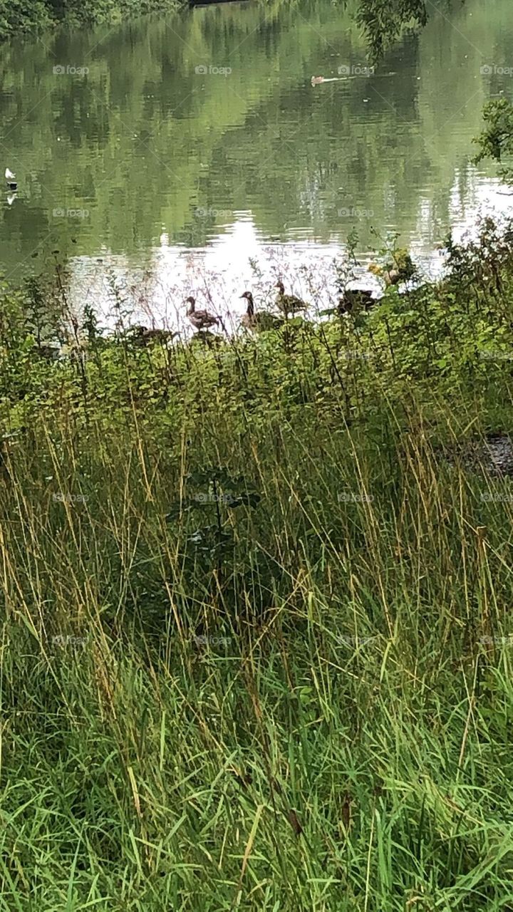 Ducks at the Lake
