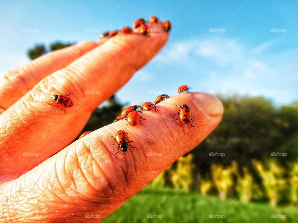 Ladybugs in the garden