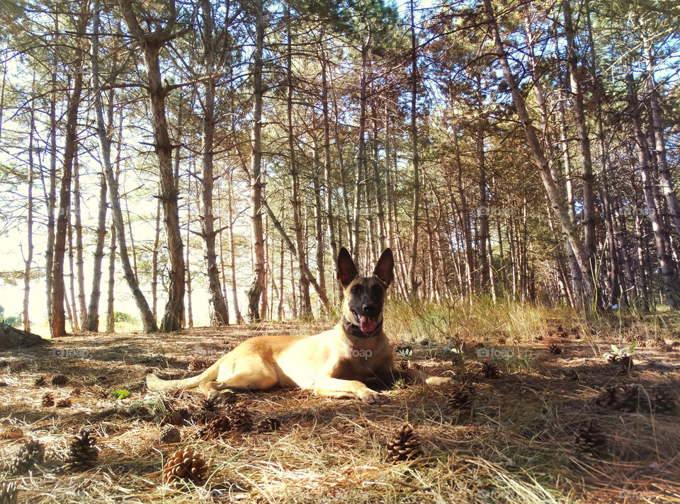 Belgian shepherd malinois dog