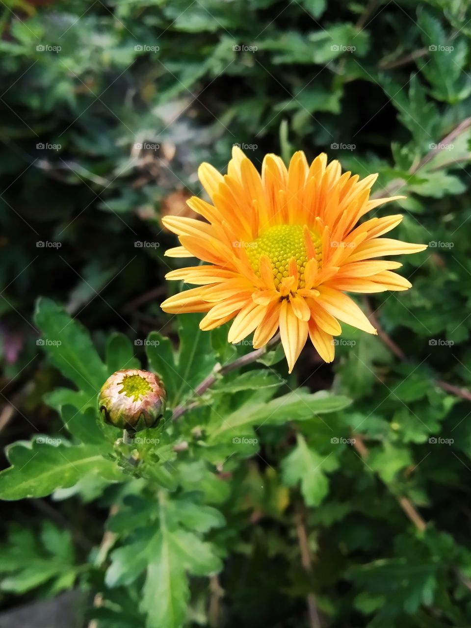 chrysanthemum