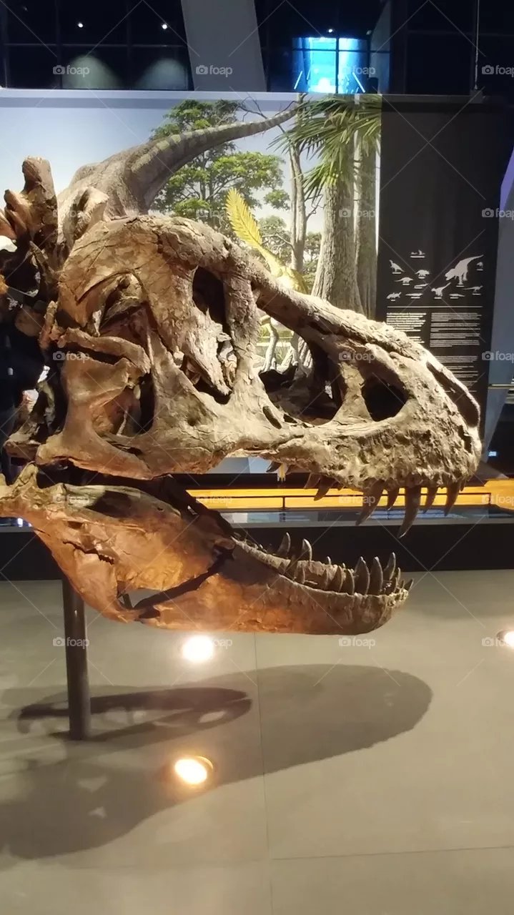 rex